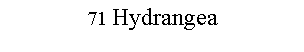 Text Box: 71 Hydrangea 